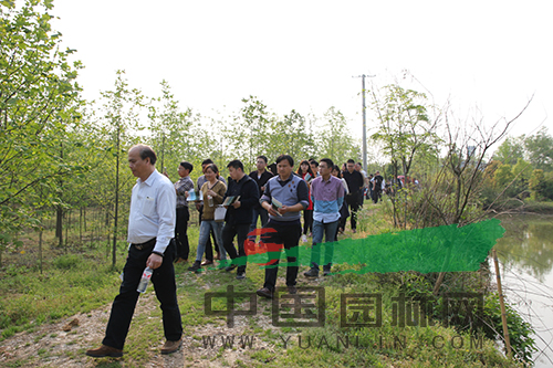 第一苗圃探索绿色生态未来之路的最新新闻